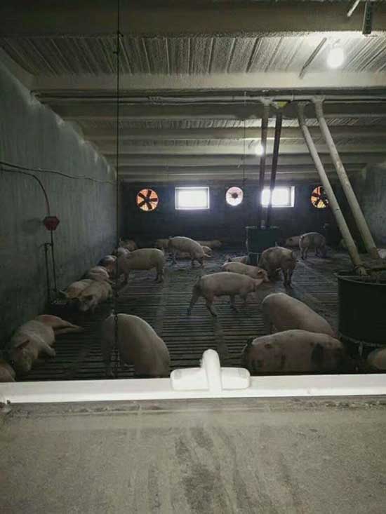 牧原養豬場豬舍屋頂墻壁保溫怎么做噴涂聚氨酯(圖1) 牧原養豬場豬舍屋頂墻壁保溫噴涂聚氨酯案例